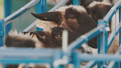 2-Way Sorting Gate for Sheep & Goats | Sydell #0910 / #0910-G