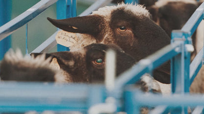 Deluxe Spin Doctor Sheep & Goat Hoof Trimming | Sydell  0938