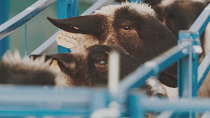 8' Slide/Swing Gate (943-8)