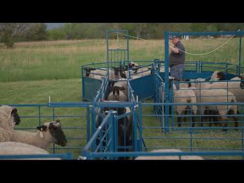 Sydell 2-way sorting gate for herding livestock sheep goat farm