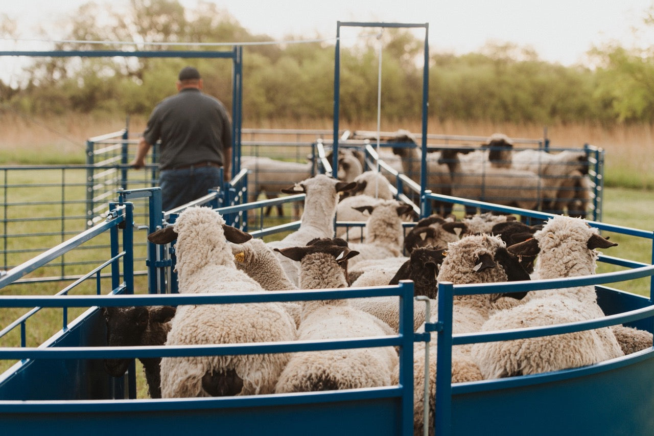 Sheep & Goat Working Stock Equipment | Handling & Management
