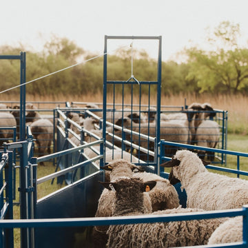 Sheep & Goat Equipment | Panels, Feeders & Lambing Pens | Sydell ...