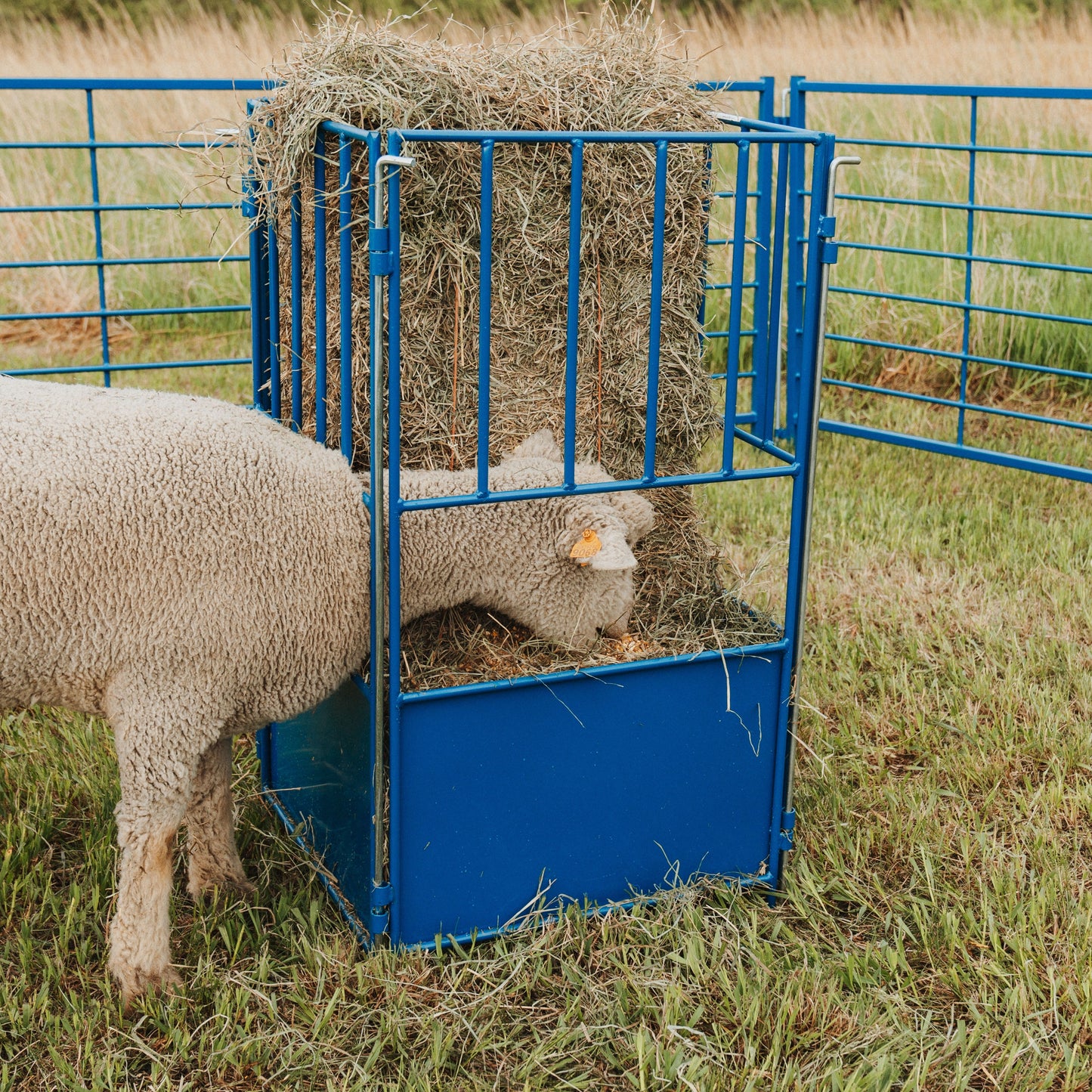 0812 Small Square Bale Feeder For sheep and goats along with other livestock less hay waste
