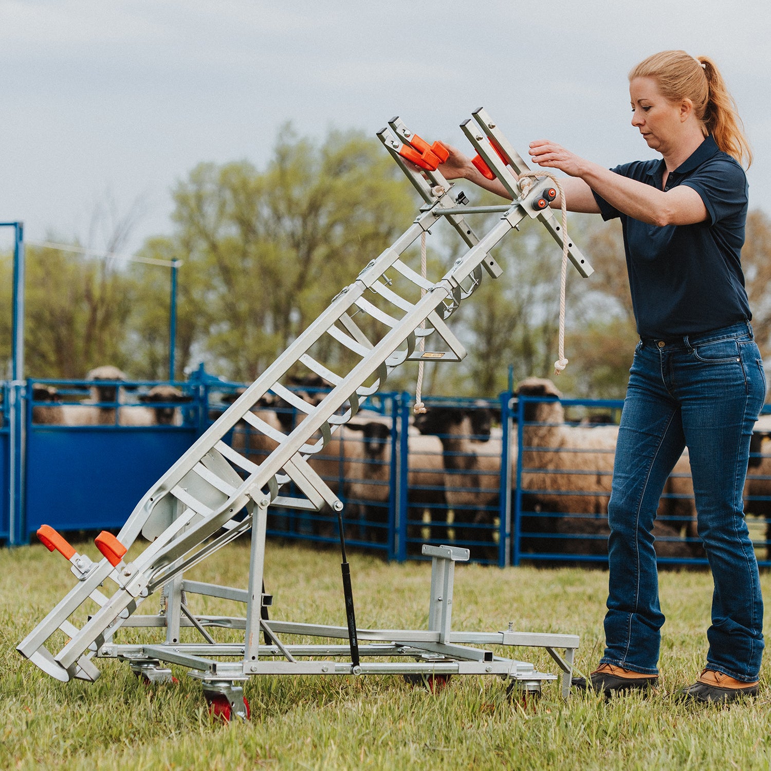 Sydell Laparoscopic table for artificial insemination for goat and sheep fertilization